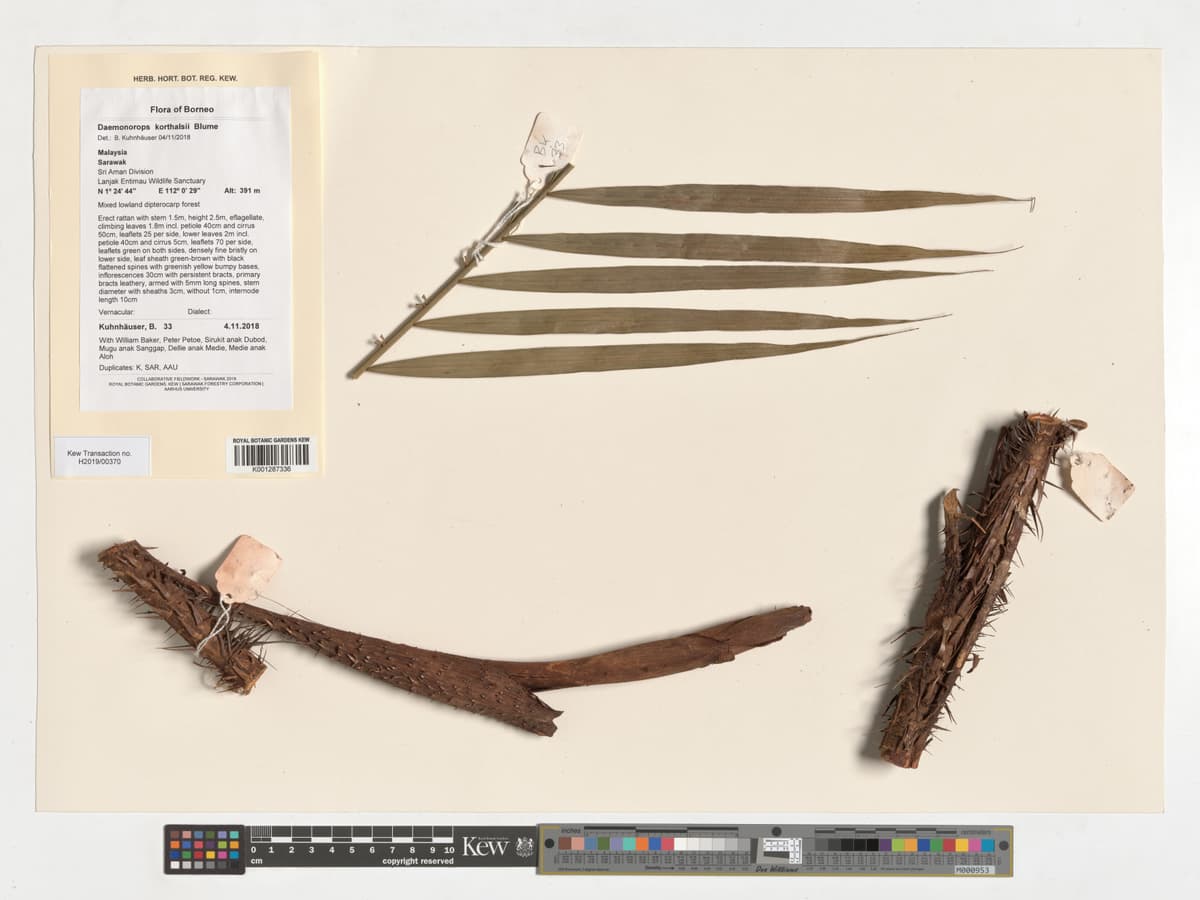 Botanical specimen of Daemonorops Korthalsii.