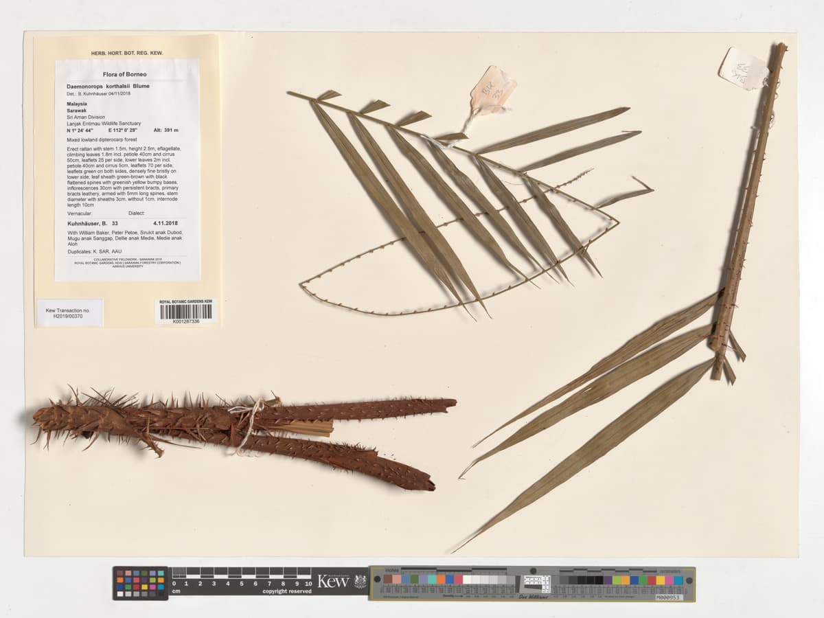 Botanical specimen of Daemonorops Korthalsii.