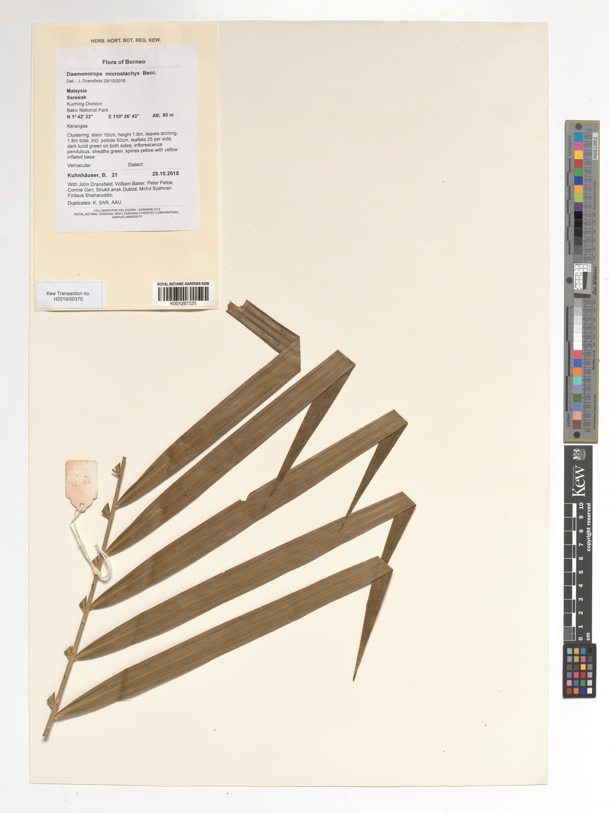 Botanical specimen of Daemonorops Kunstleri.