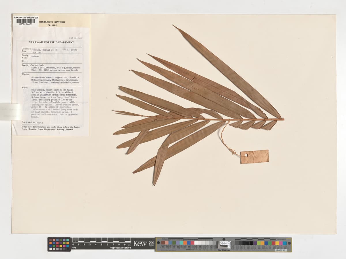 Botanical specimen of Daemonorops Kunstleri.