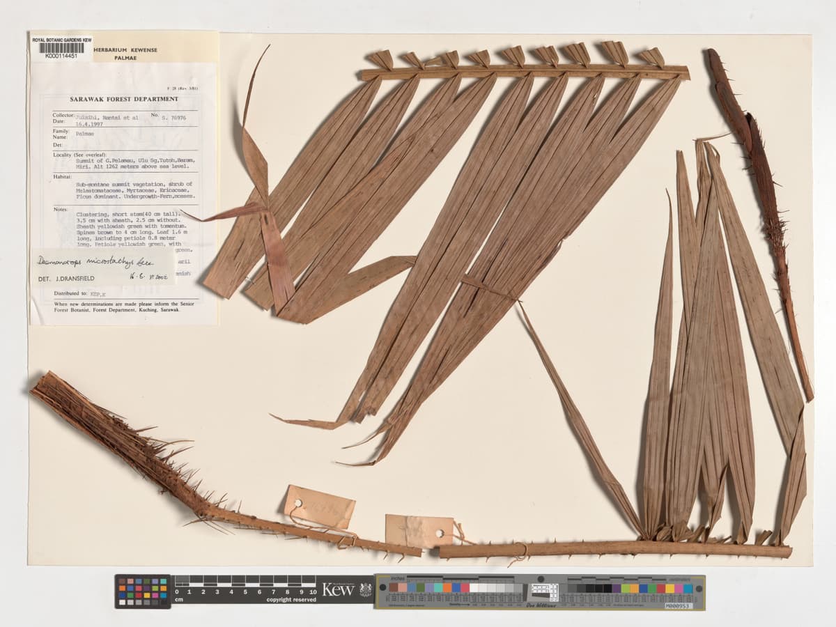 Botanical specimen of Daemonorops Kunstleri.