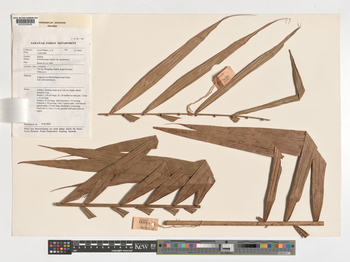 Botanical specimen of Daemonorops Kunstleri.