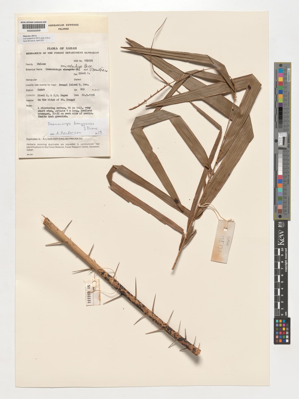 Botanical specimen of Daemonorops Kunstleri.