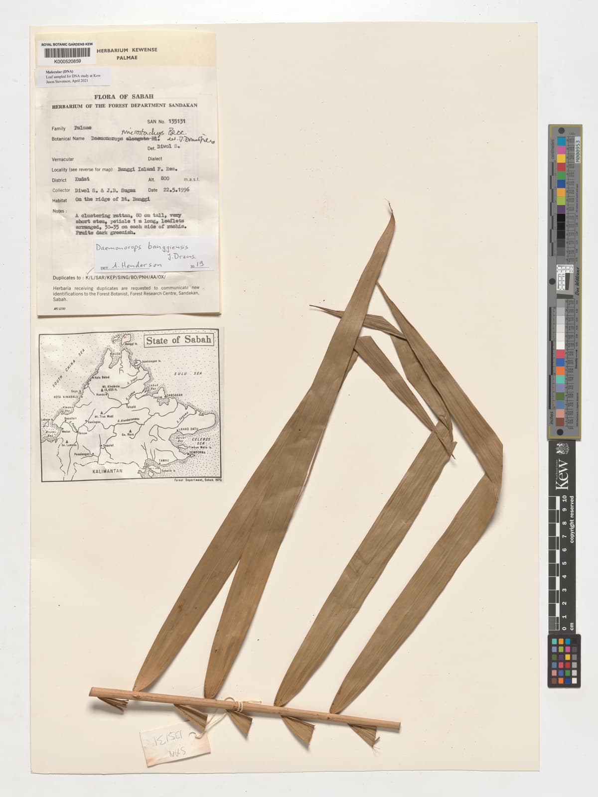 Botanical specimen of Daemonorops Kunstleri.