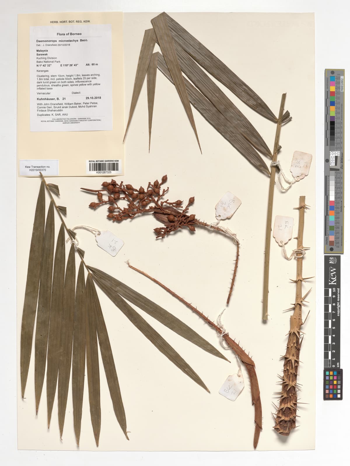 Botanical specimen of Daemonorops Kunstleri.