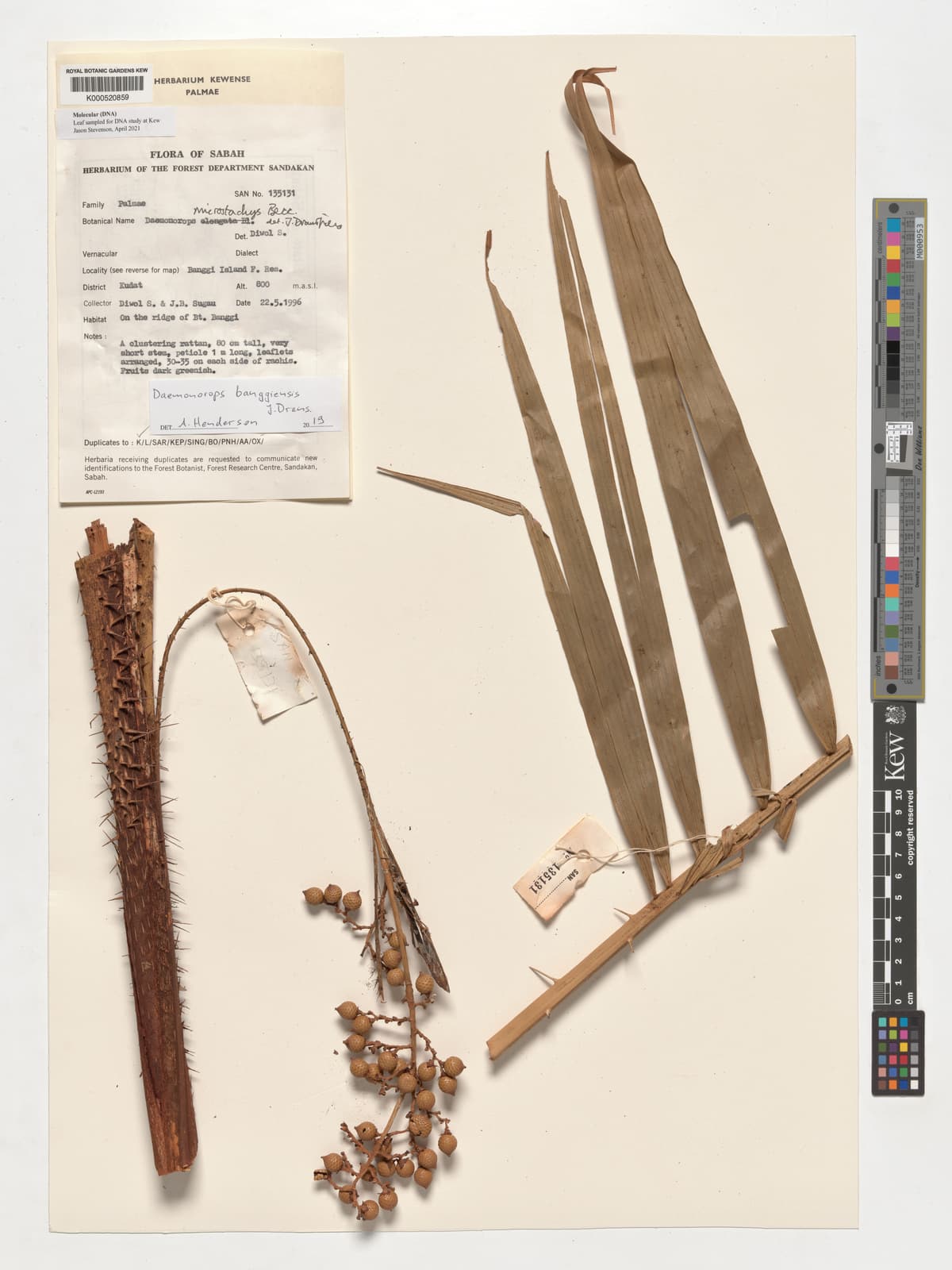 Botanical specimen of Daemonorops Kunstleri.