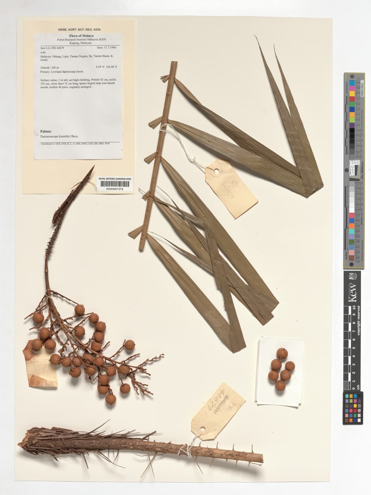 Botanical specimen of Daemonorops Kunstleri.