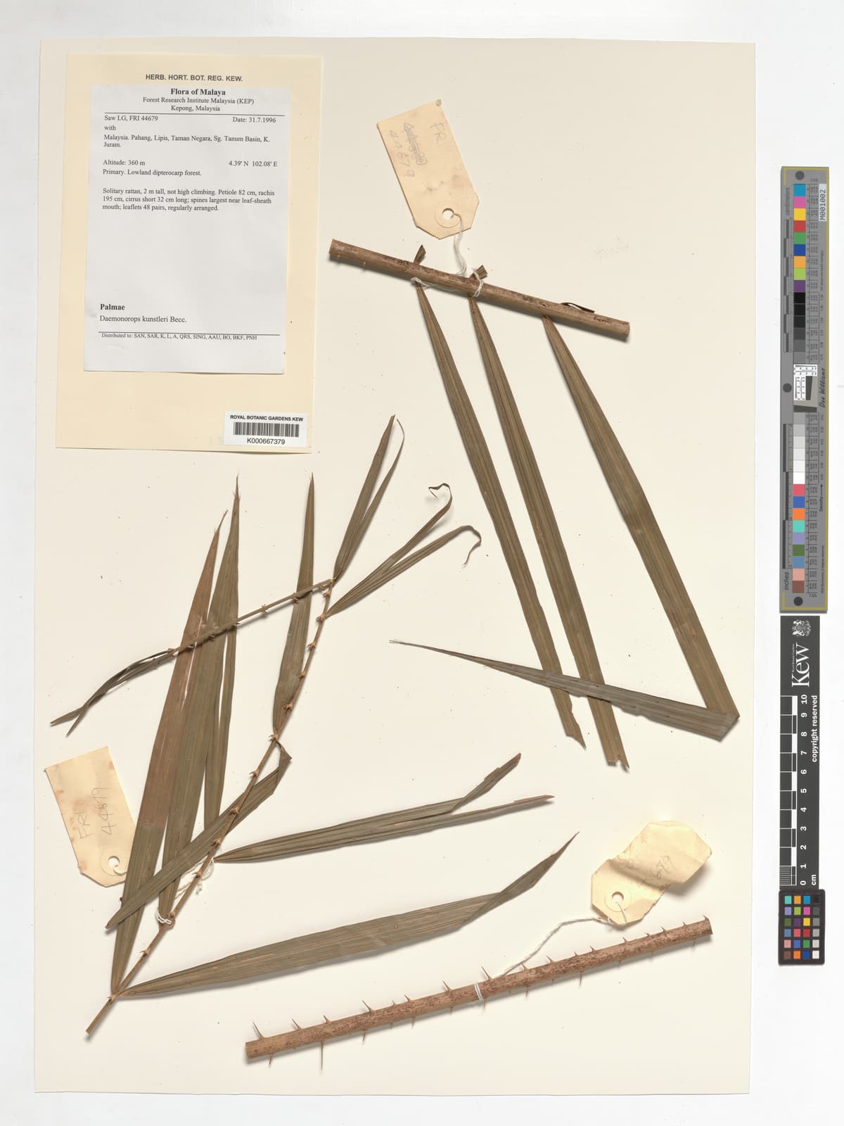 Botanical specimen of Daemonorops Kunstleri.