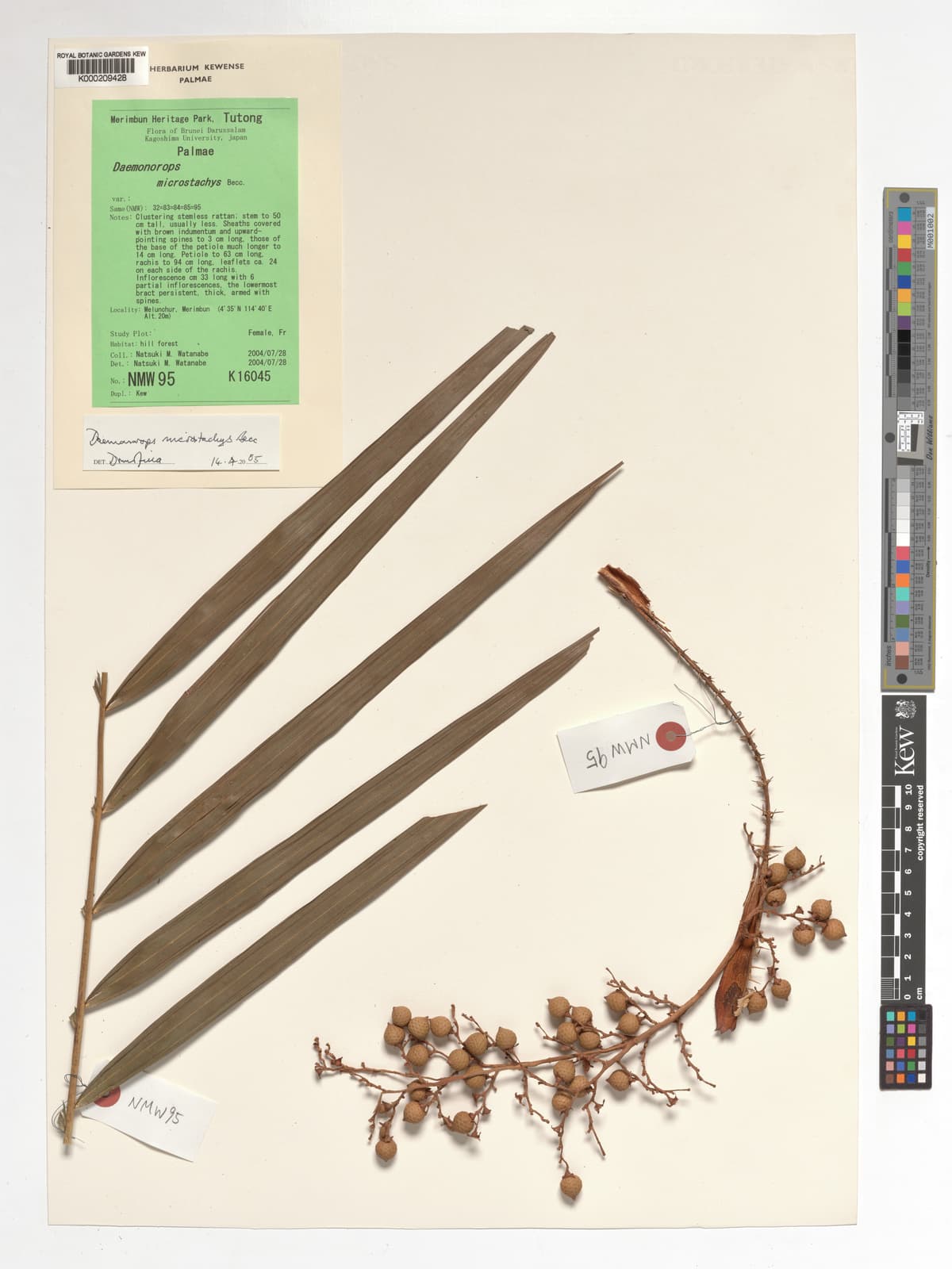 Botanical specimen of Daemonorops Kunstleri.