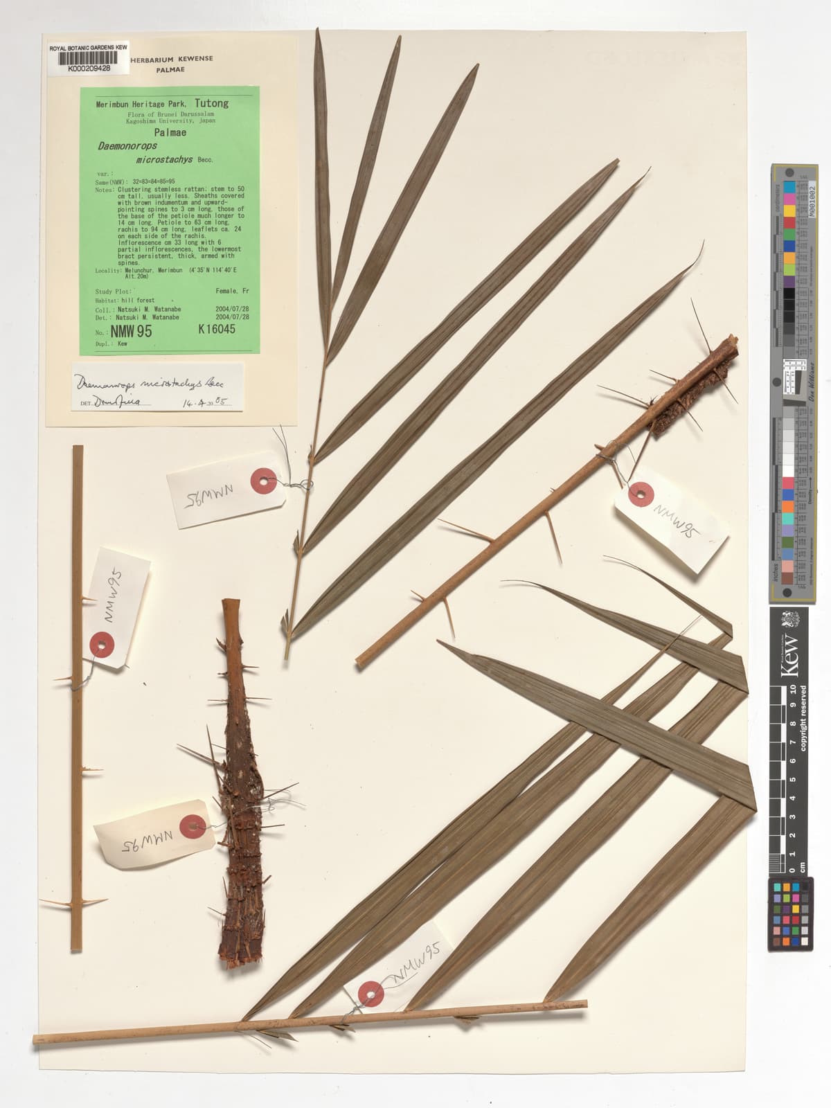 Botanical specimen of Daemonorops Kunstleri.