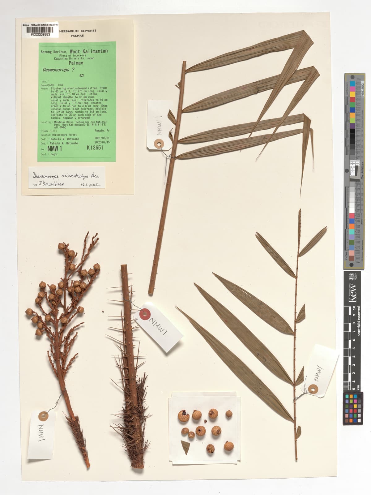 Botanical specimen of Daemonorops Kunstleri.