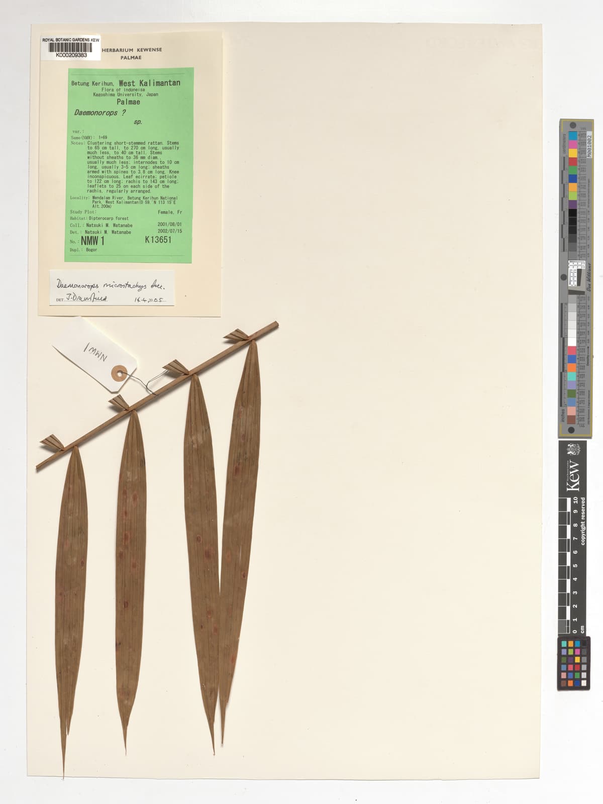 Botanical specimen of Daemonorops Kunstleri.
