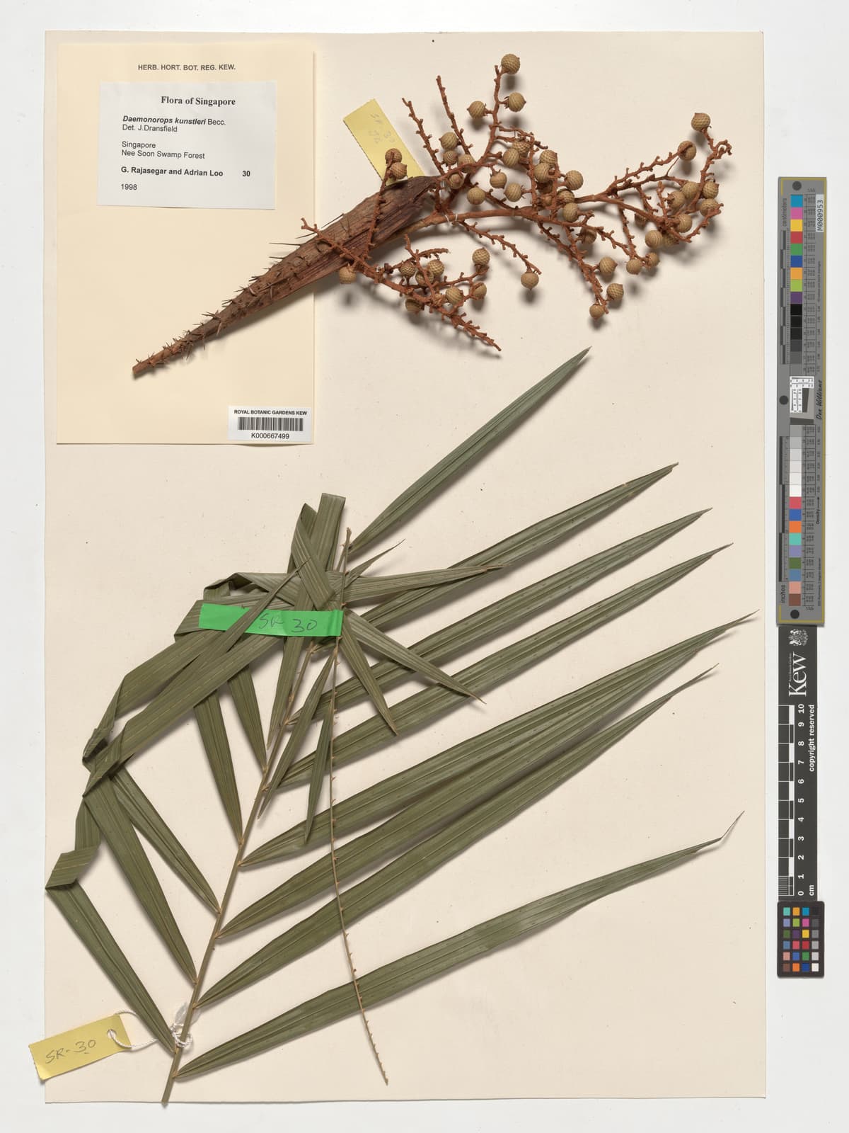 Botanical specimen of Daemonorops Kunstleri.