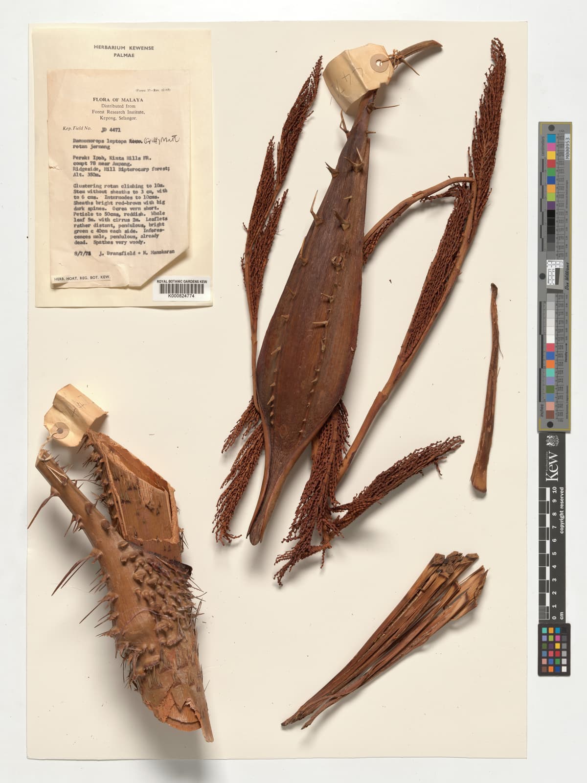 Botanical specimen of Daemonorops Leptopus.