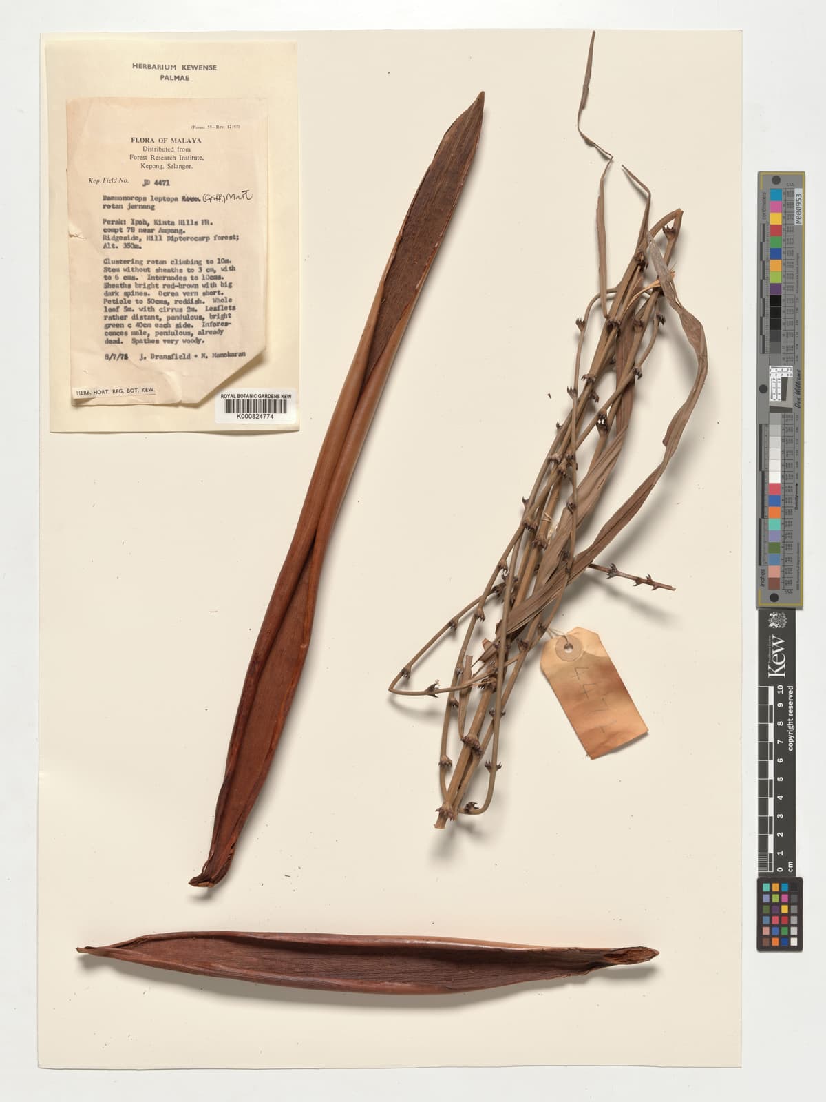 Botanical specimen of Daemonorops Leptopus.