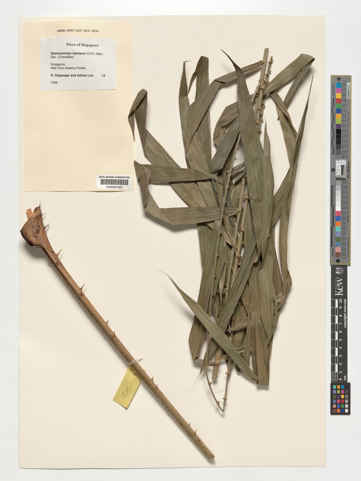 Botanical specimen of Daemonorops Leptopus.