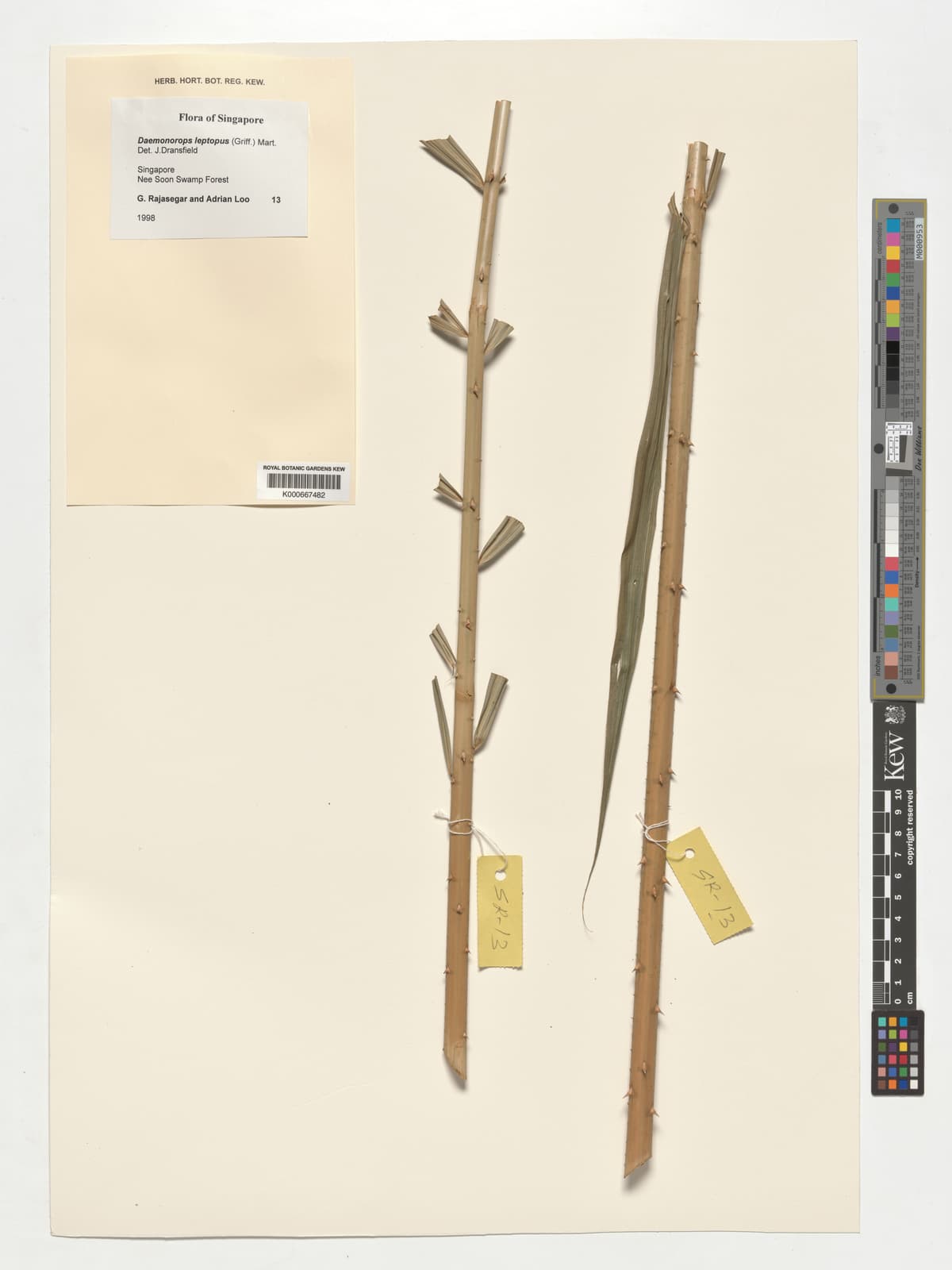Botanical specimen of Daemonorops Leptopus.