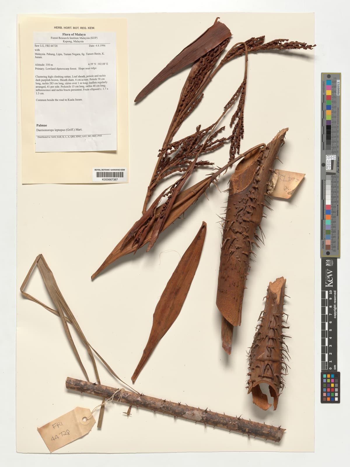 Botanical specimen of Daemonorops Leptopus.