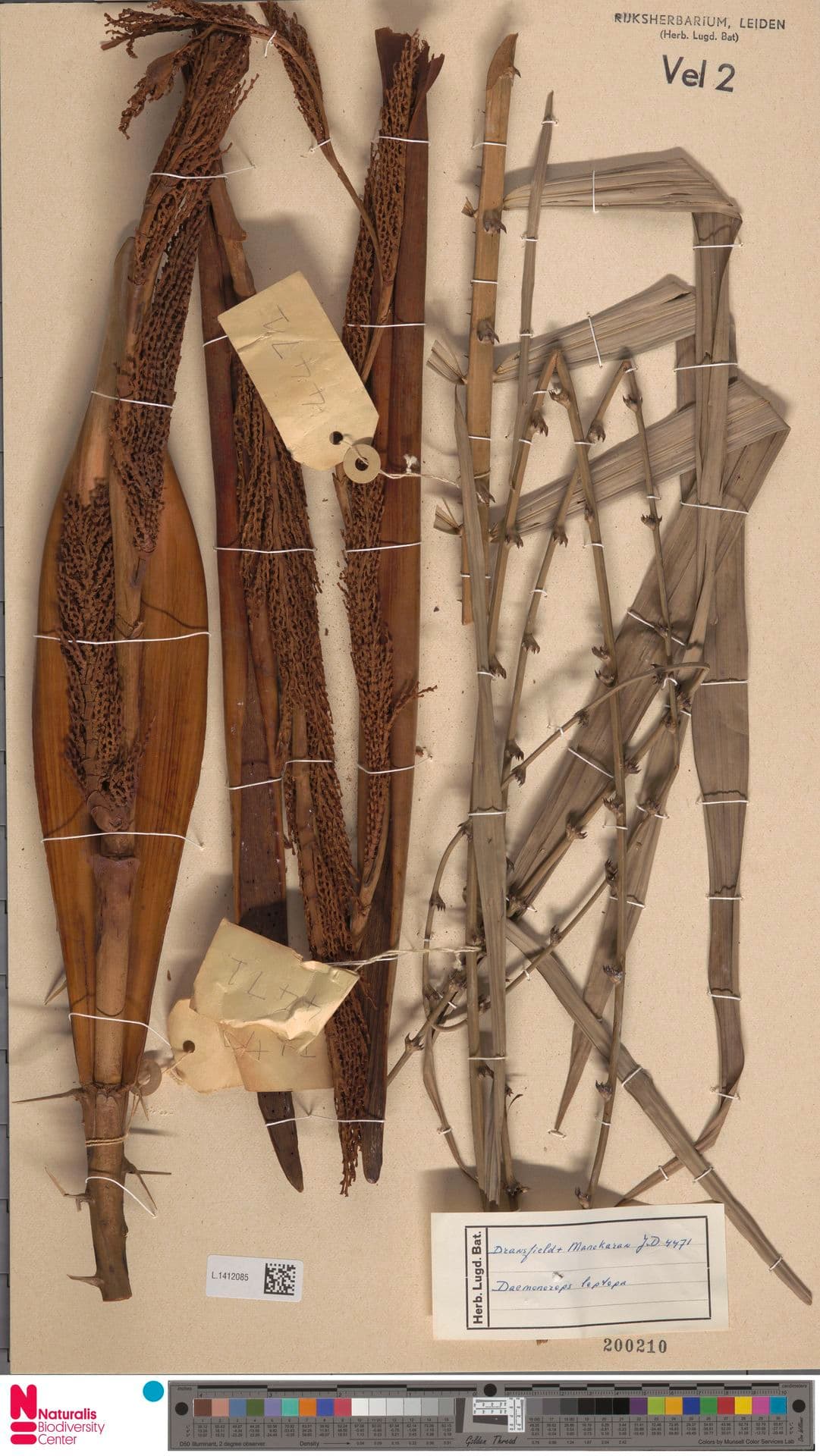 Botanical specimen of Daemonorops Leptopus.