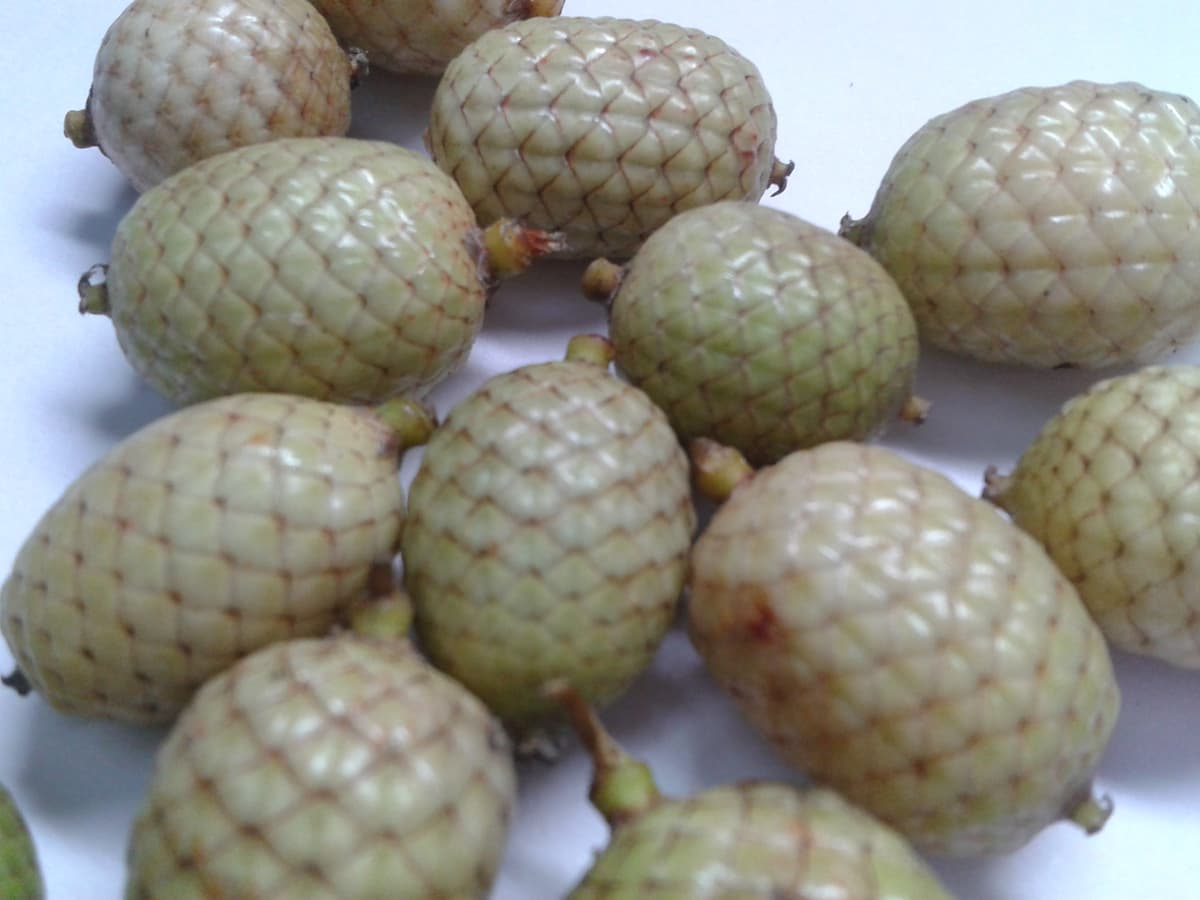 Botanical specimen of Daemonorops Longipes.