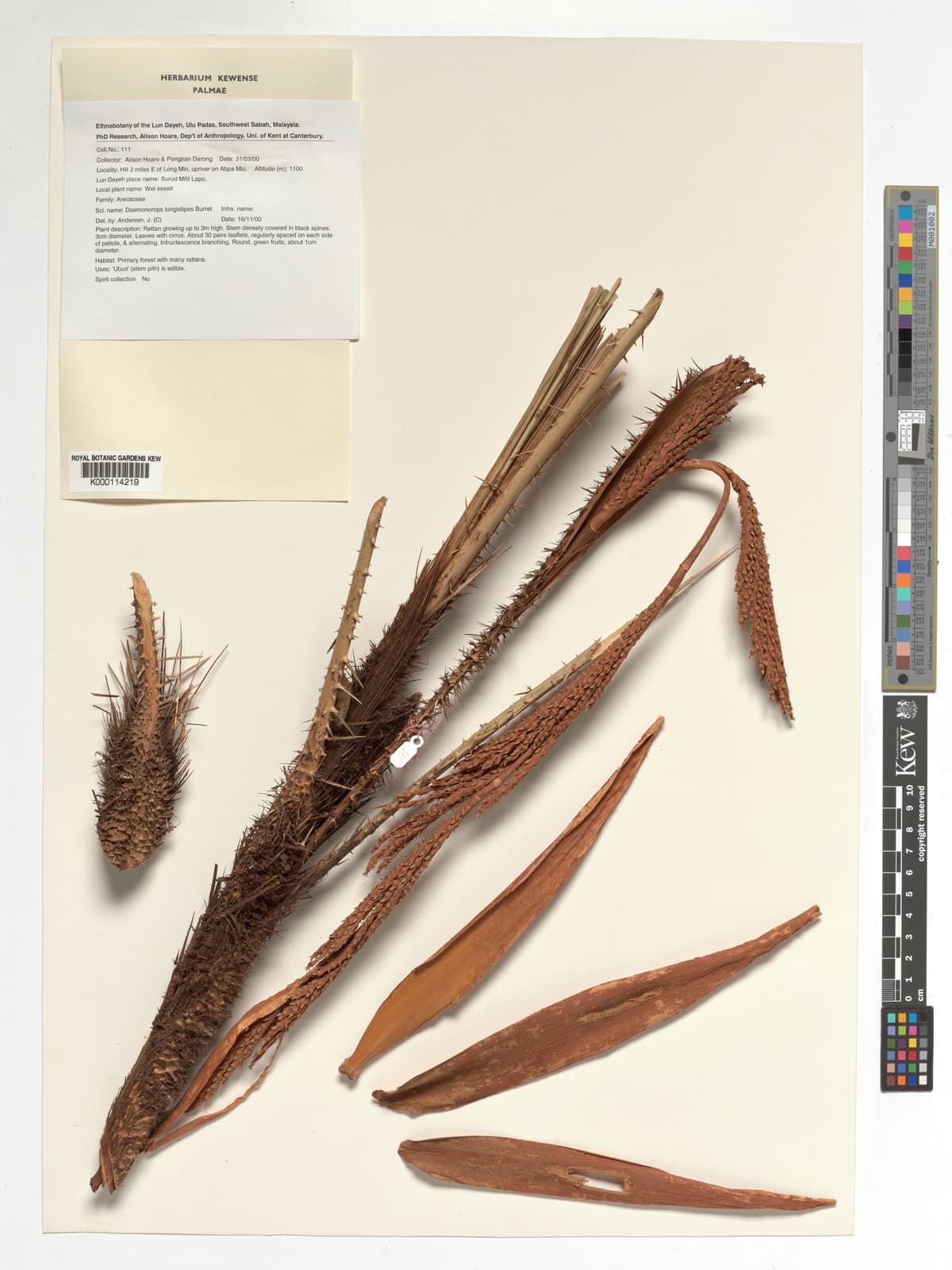 Botanical specimen of Daemonorops Longistipes.