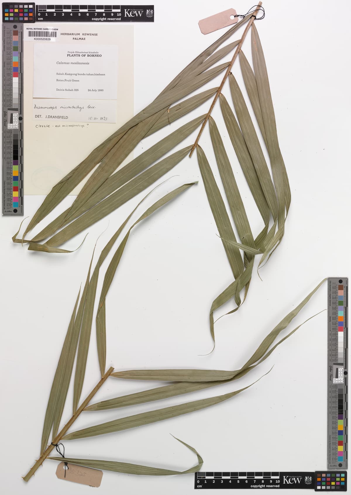 Botanical specimen of Daemonorops Longistipes.