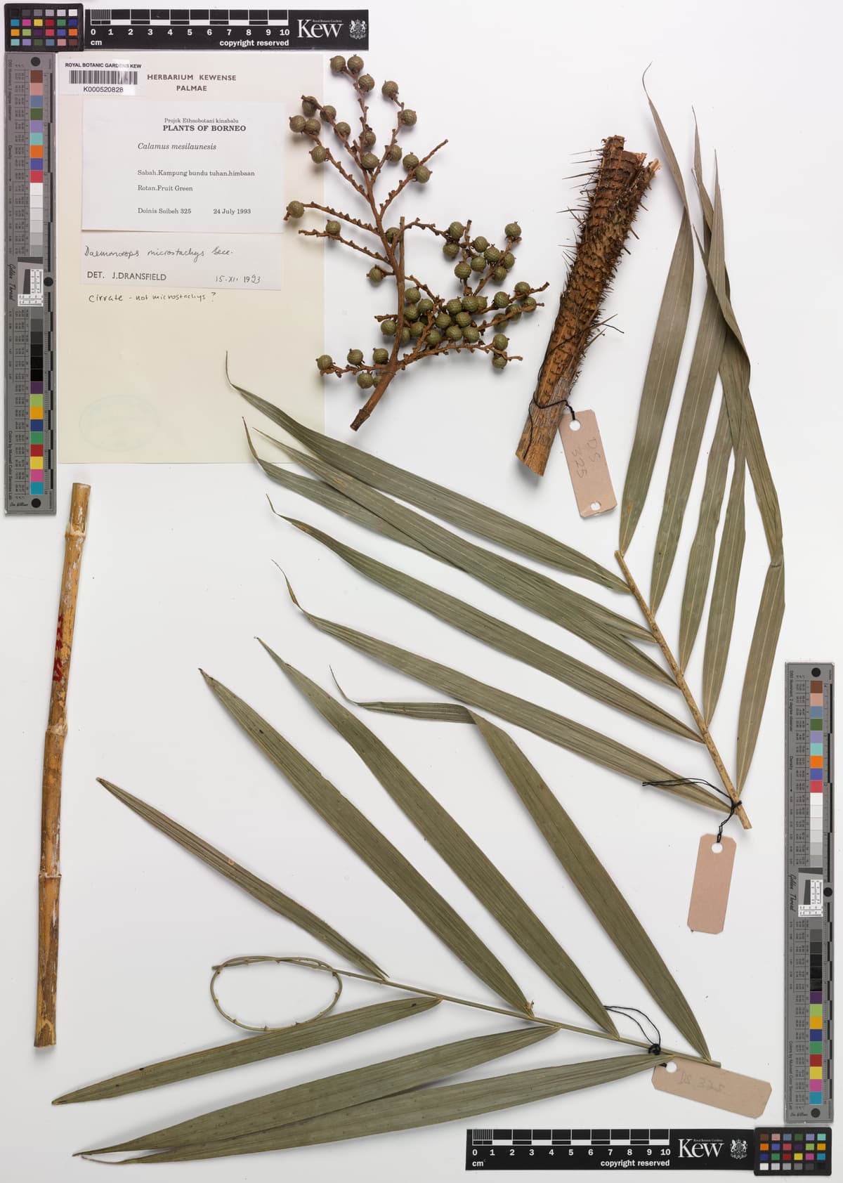 Botanical specimen of Daemonorops Longistipes.