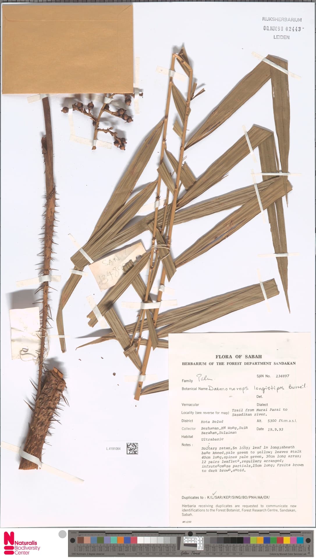 Botanical specimen of Daemonorops Longistipes.