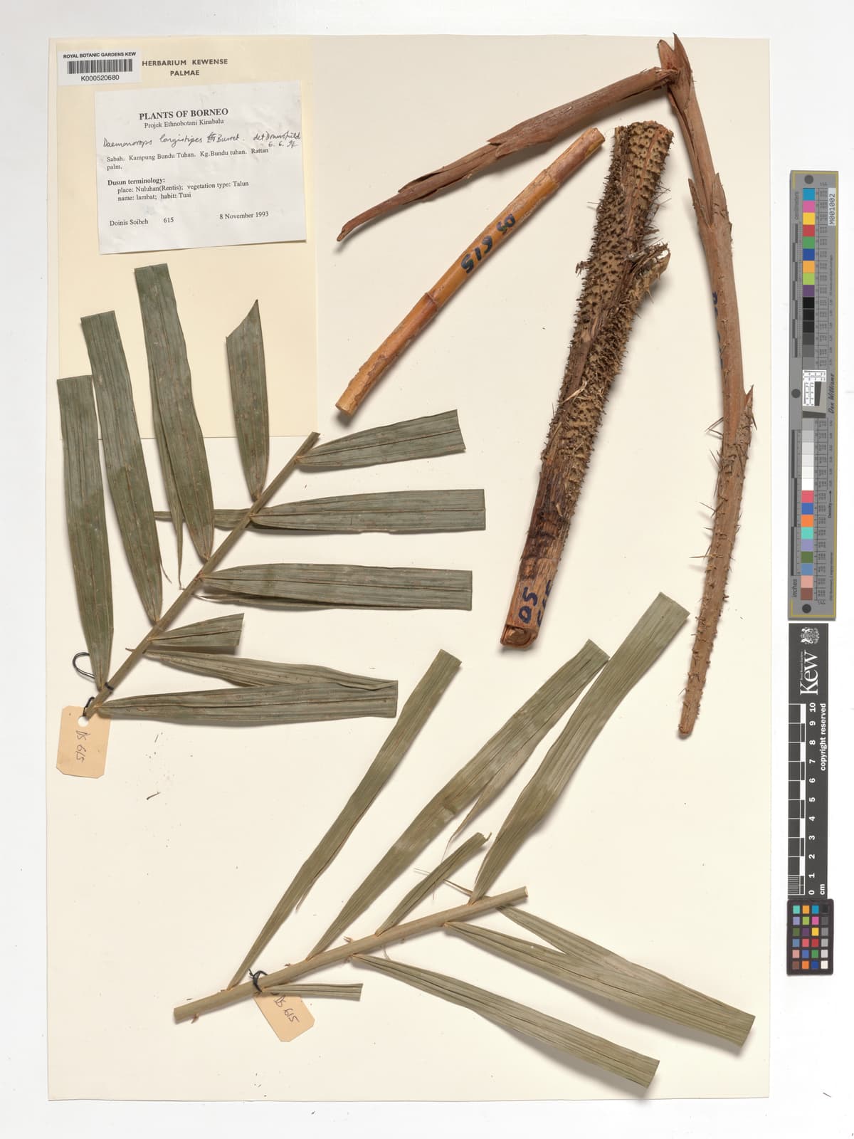 Botanical specimen of Daemonorops Longistipes.