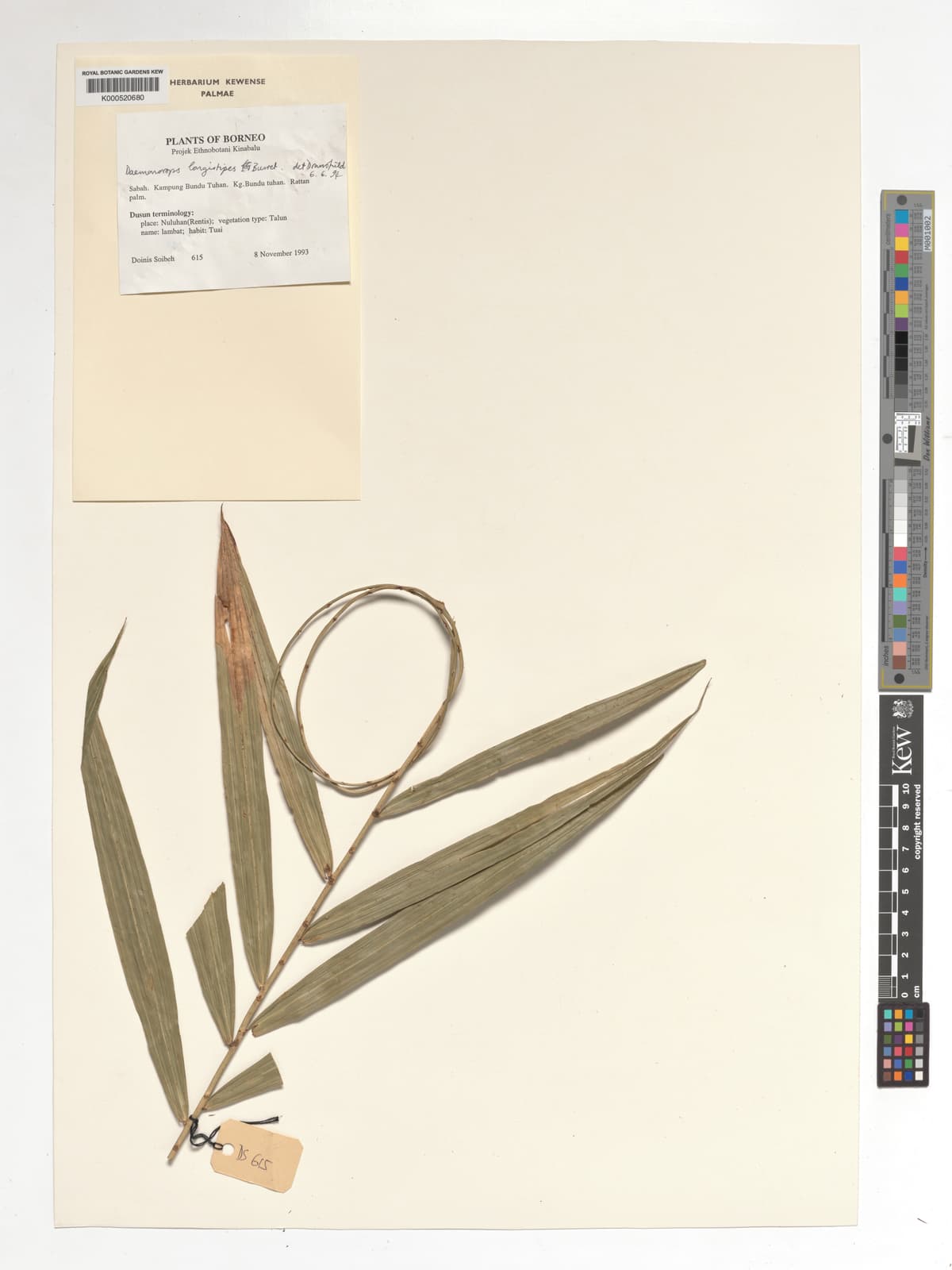 Botanical specimen of Daemonorops Longistipes.