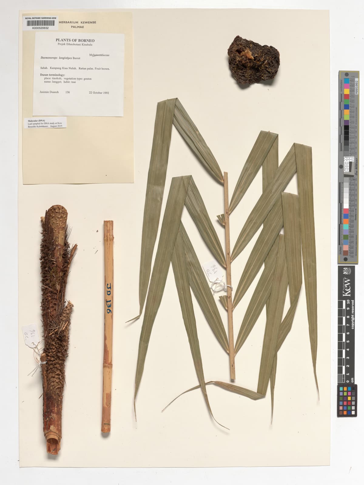 Botanical specimen of Daemonorops Longistipes.