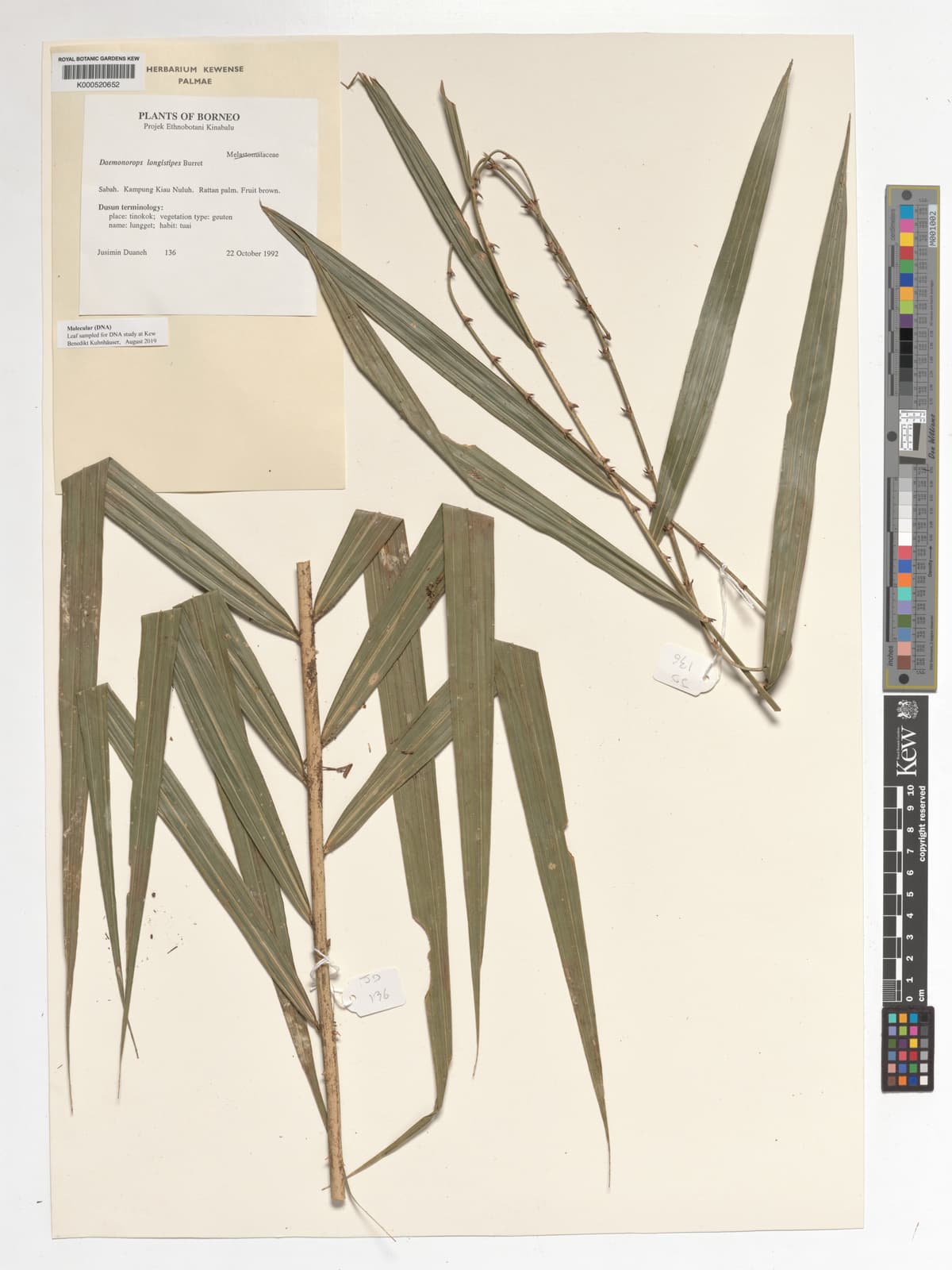 Botanical specimen of Daemonorops Longistipes.