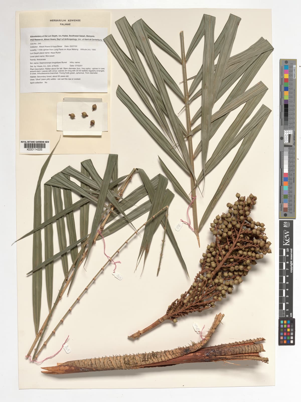 Botanical specimen of Daemonorops Longistipes.