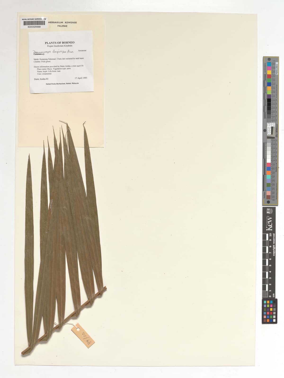 Botanical specimen of Daemonorops Longistipes.