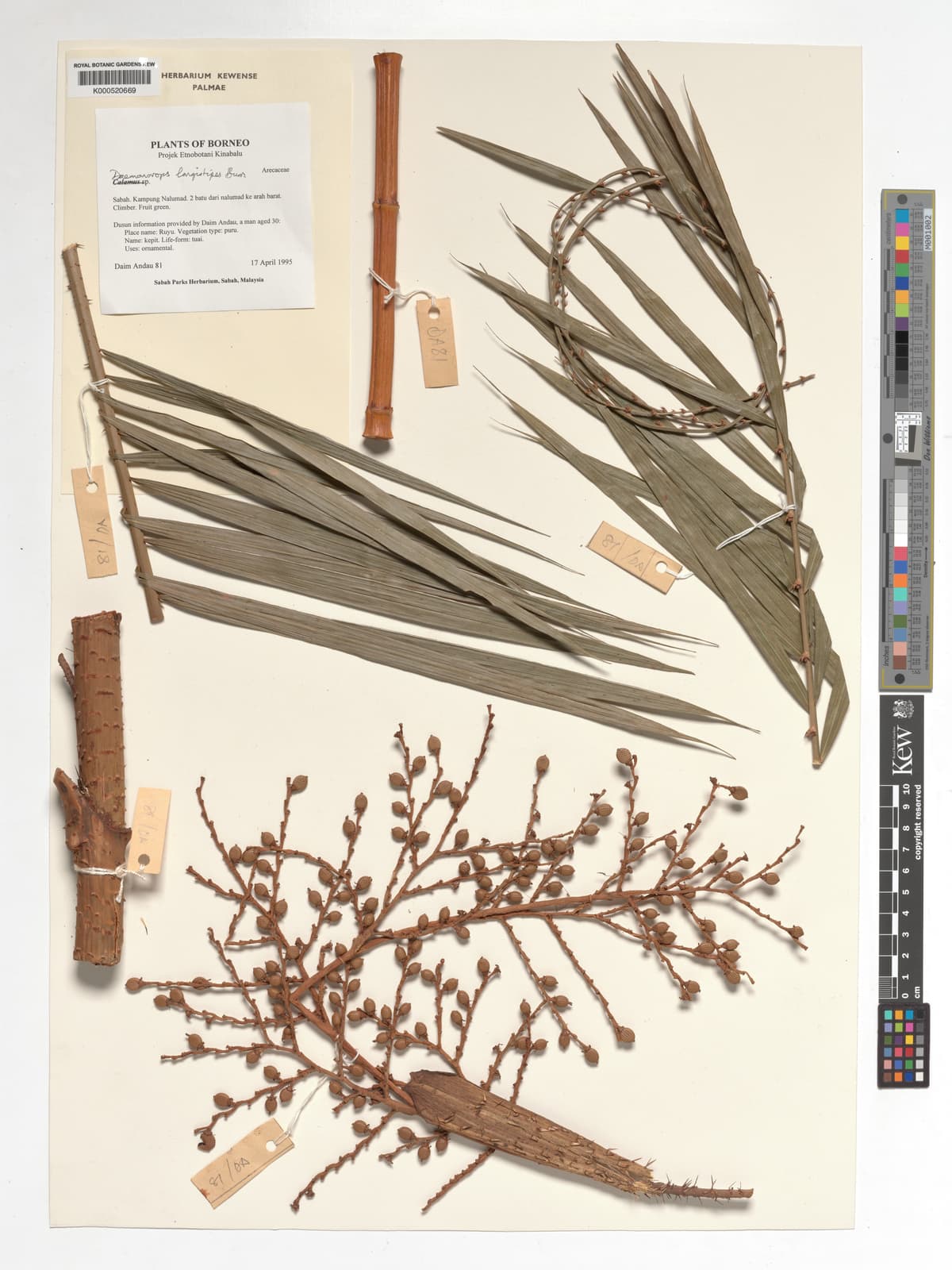 Botanical specimen of Daemonorops Longistipes.