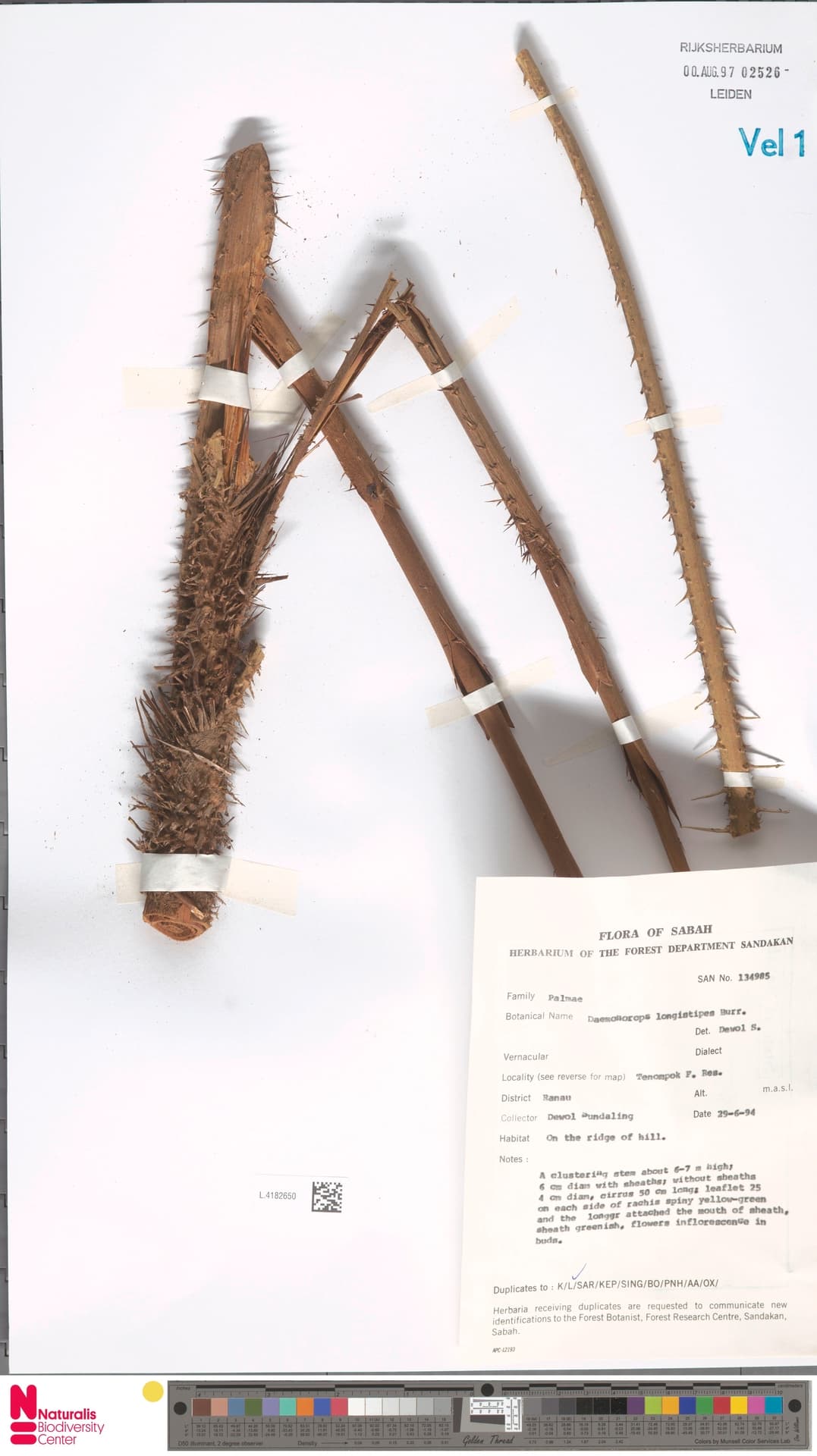 Botanical specimen of Daemonorops Longistipes.
