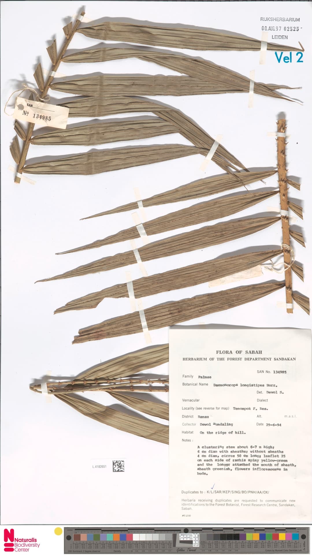 Botanical specimen of Daemonorops Longistipes.