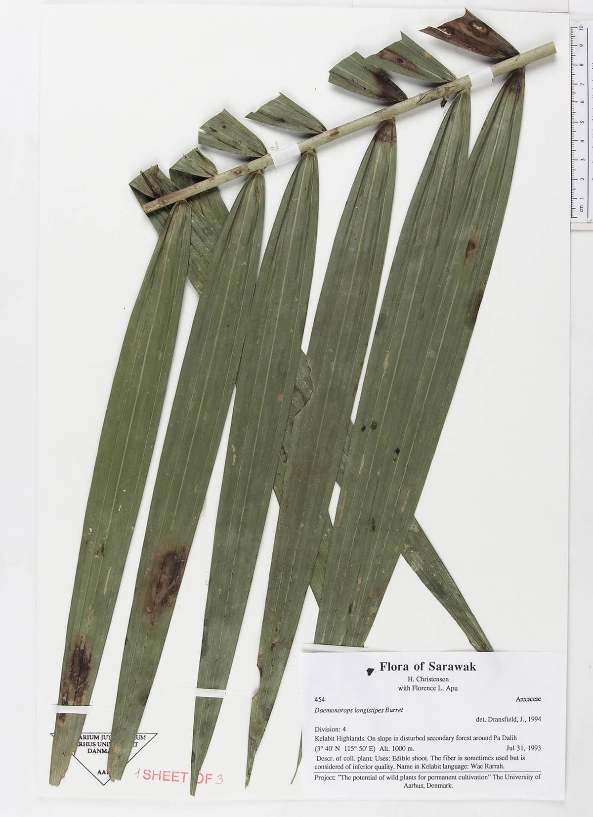 Botanical specimen of Daemonorops Longistipes.