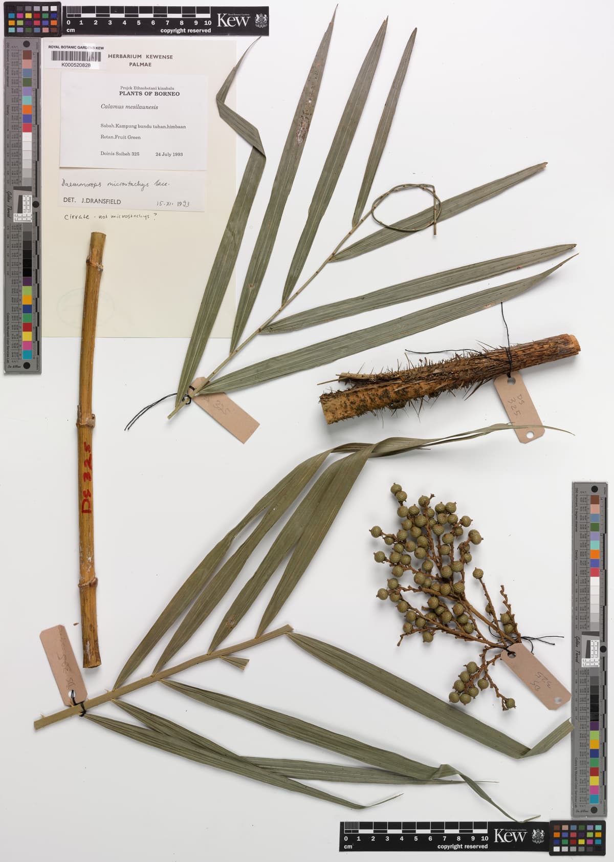 Botanical specimen of Daemonorops Longistipes.