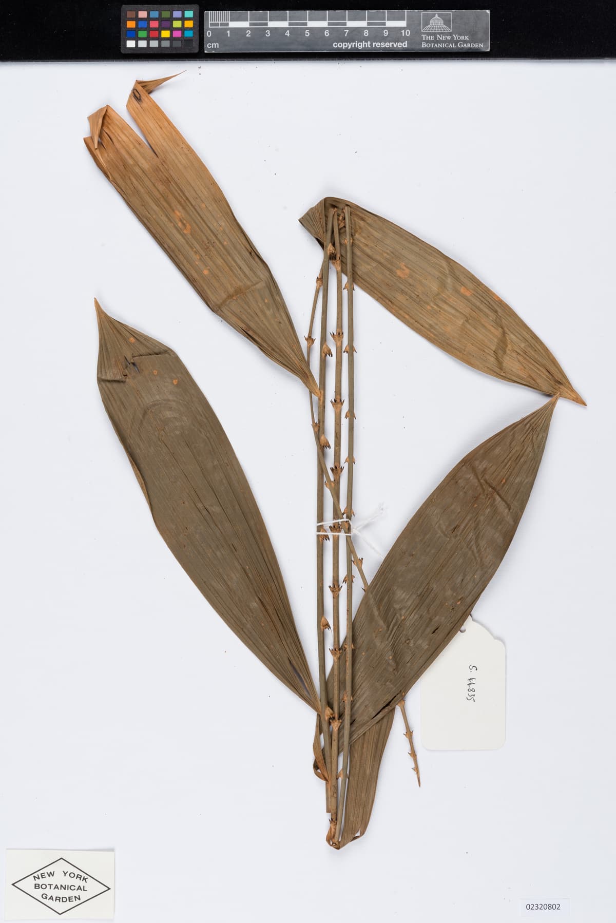 Botanical specimen of Daemonorops Maculata.