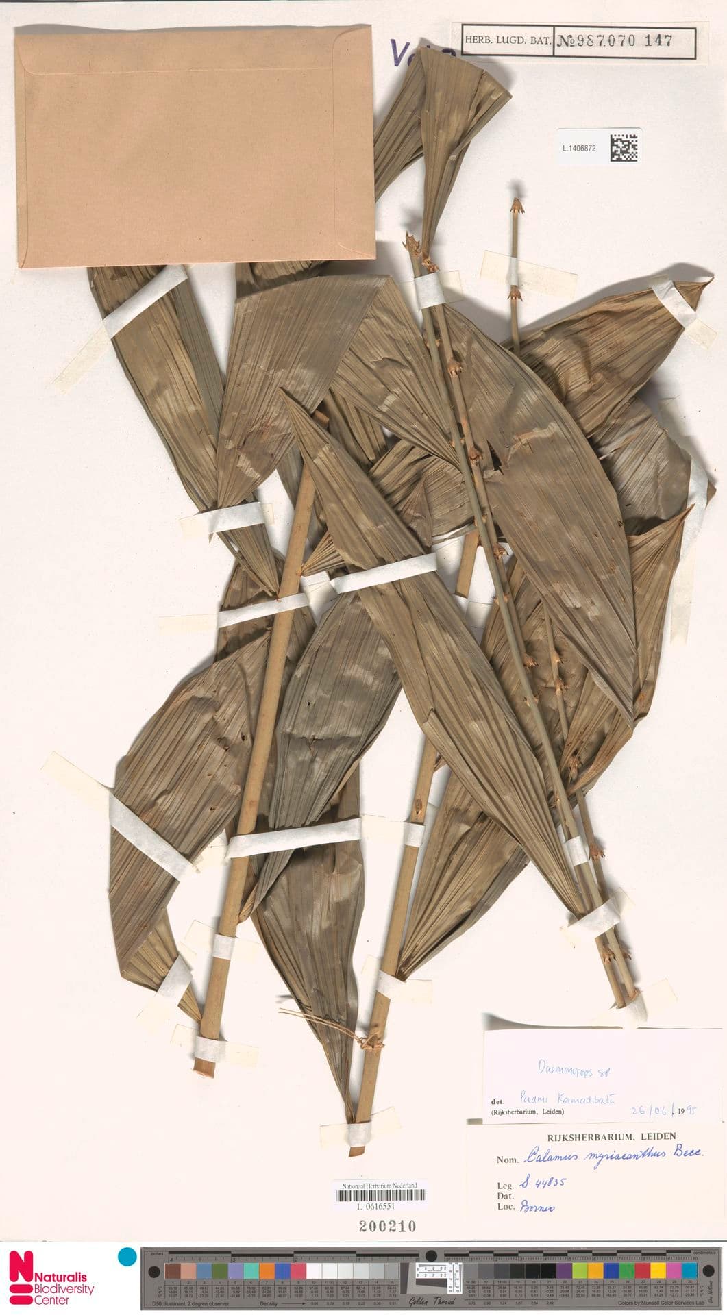 Botanical specimen of Daemonorops Maculata.