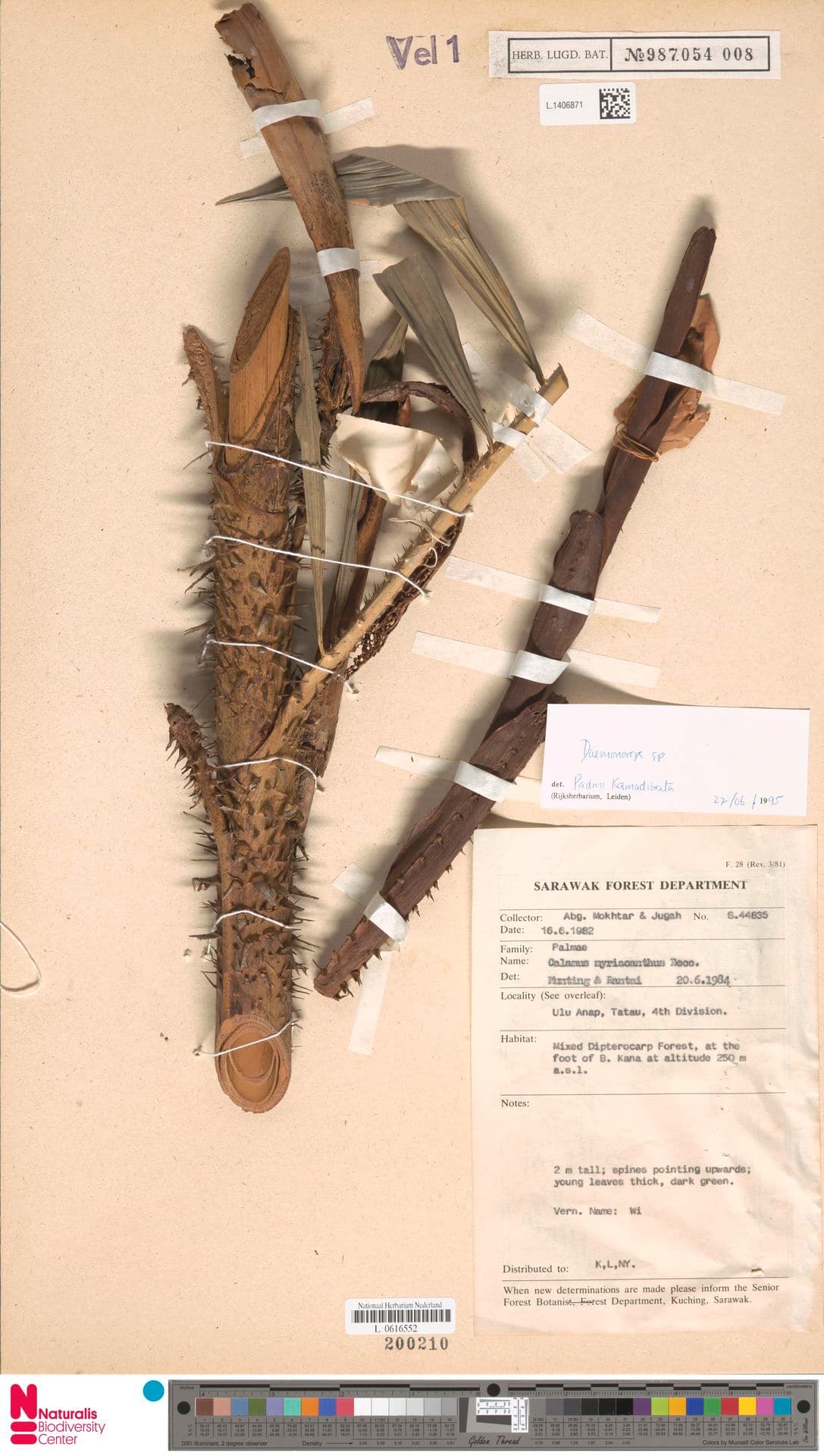 Botanical specimen of Daemonorops Maculata.