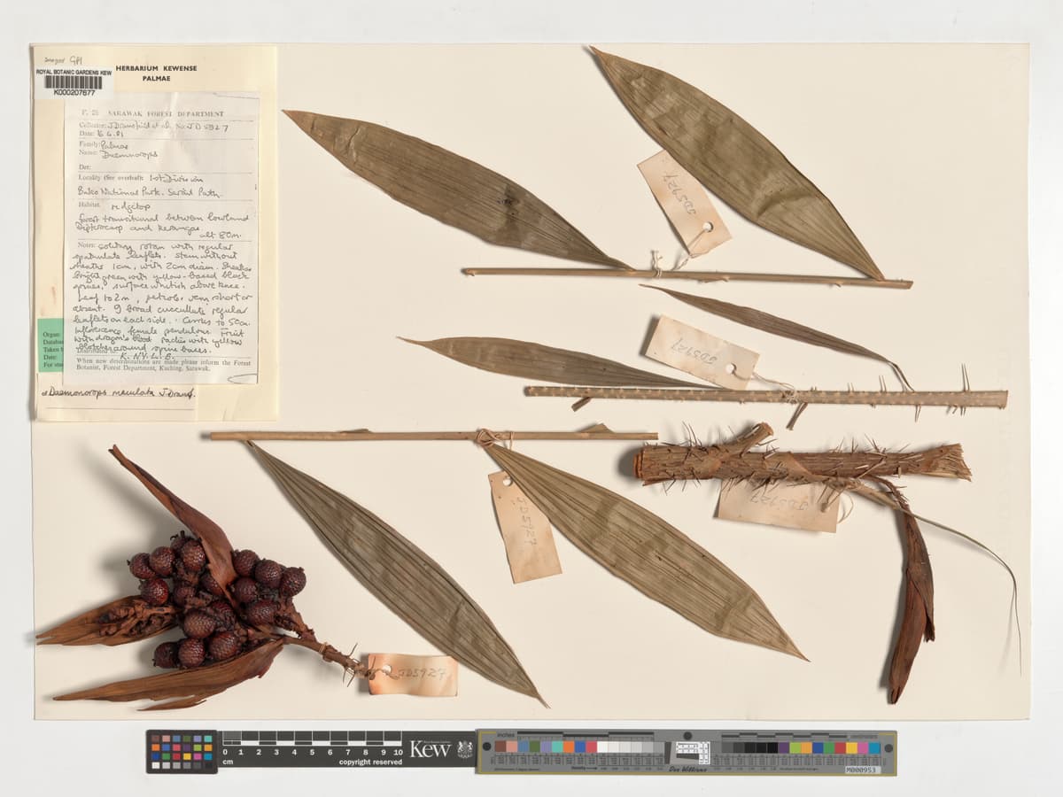 Botanical specimen of Daemonorops Maculata.