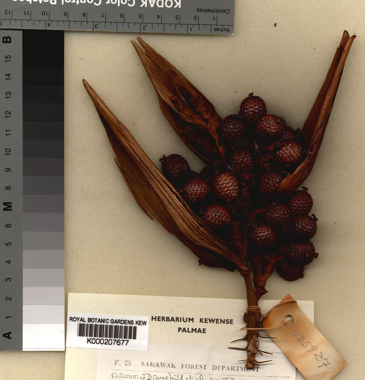 Botanical specimen of Daemonorops Maculata.