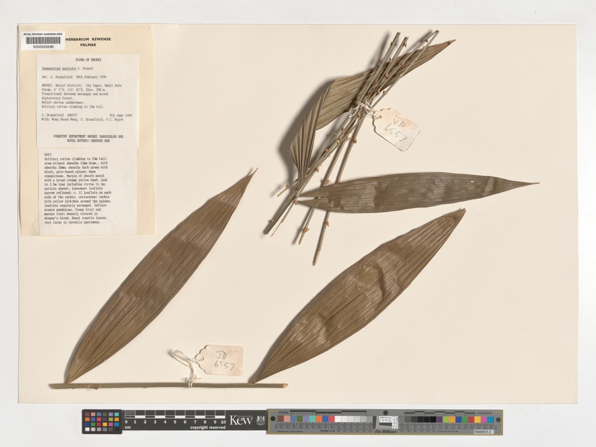 Botanical specimen of Daemonorops Maculata.