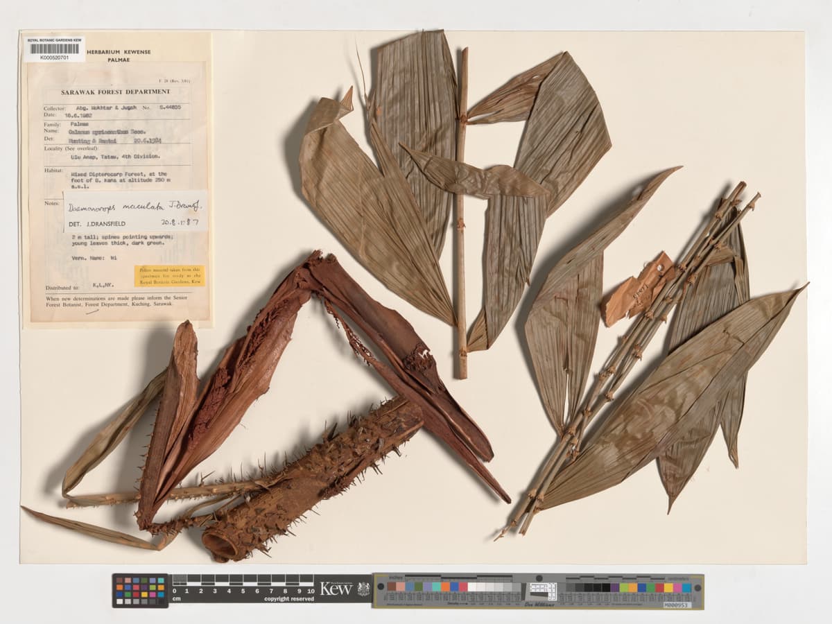 Botanical specimen of Daemonorops Maculata.