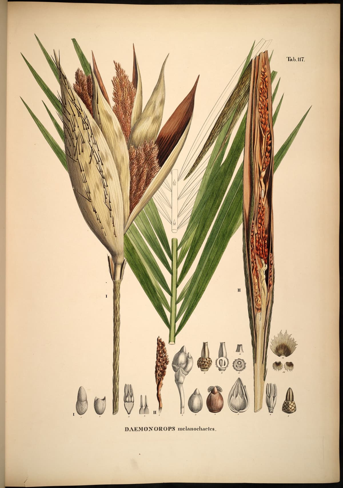 Botanical specimen of Daemonorops Melanochaetes.