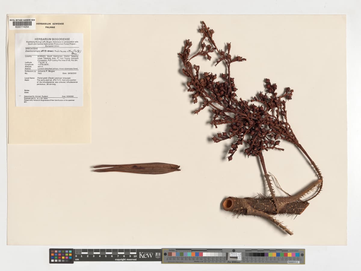 Botanical specimen of Daemonorops Micracantha.