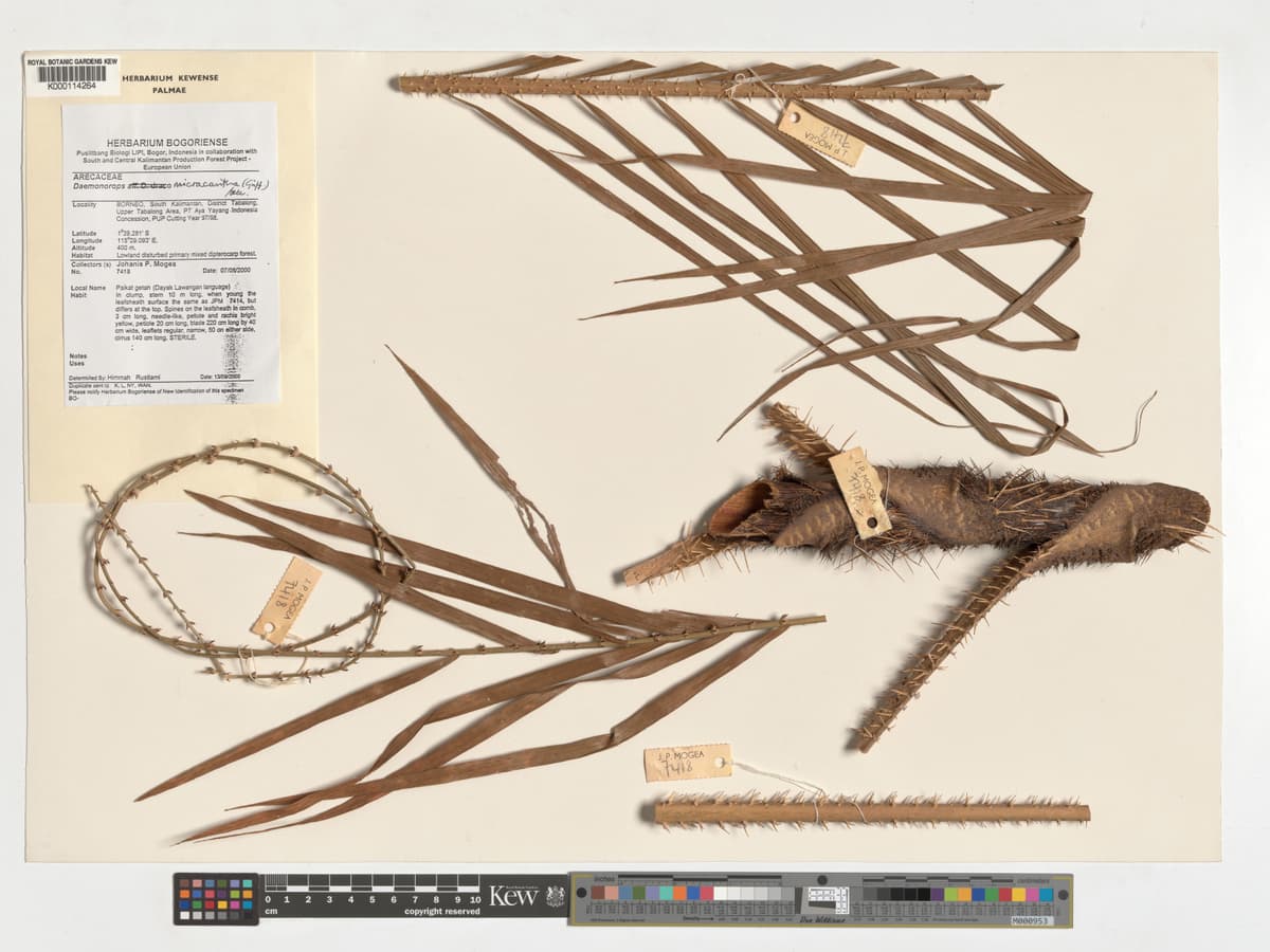Botanical specimen of Daemonorops Micracantha.