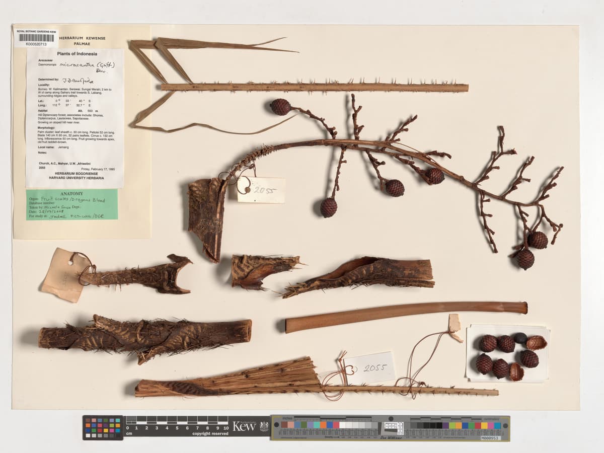 Botanical specimen of Daemonorops Micracantha.